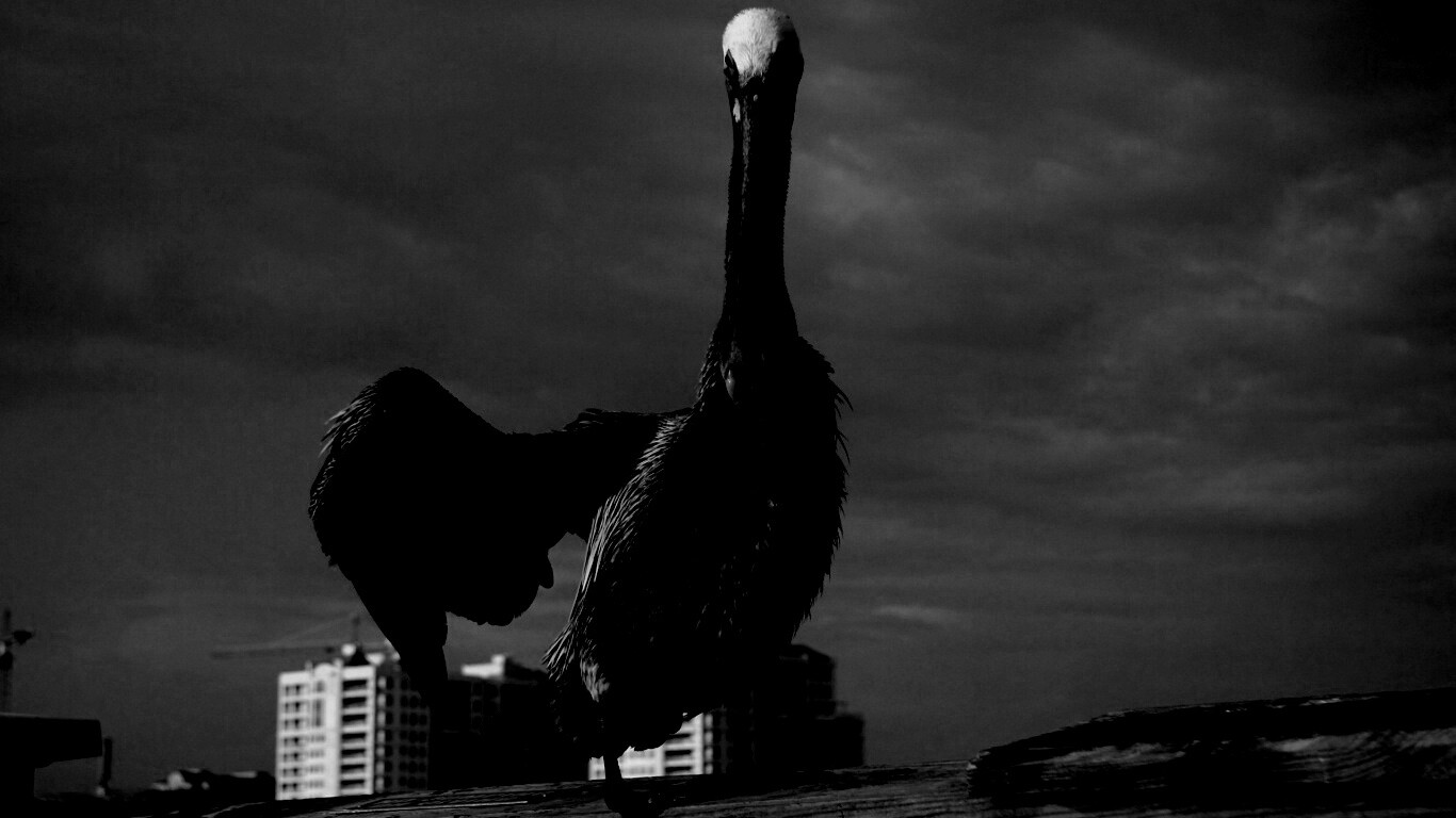 Привет, пеликан! обои