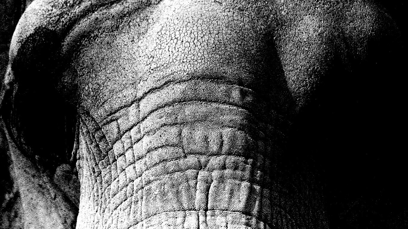 Слонячие глаза обои