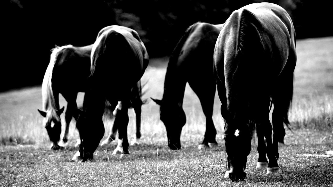 Время пощипать травку обои