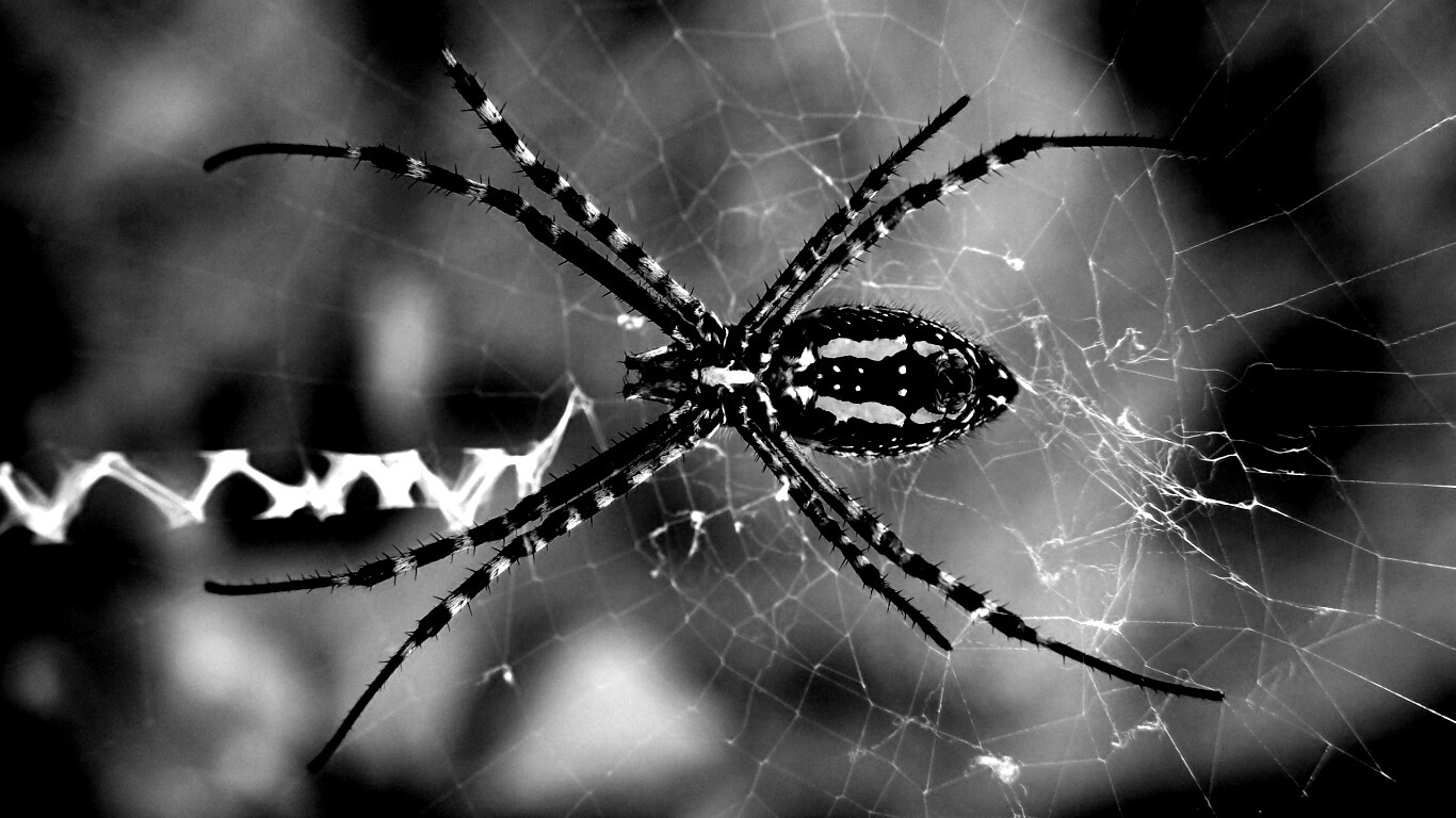 Огромный паук обои