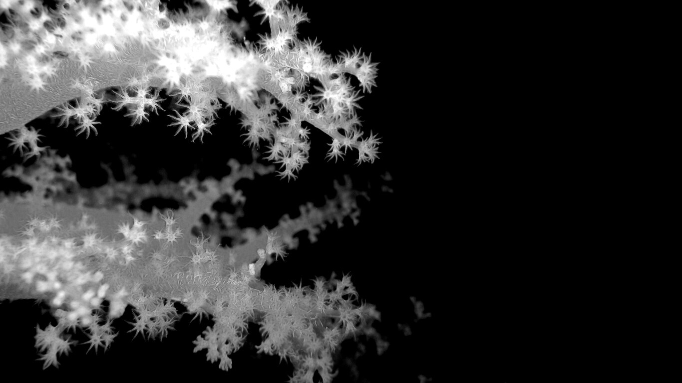 Кораллы обои