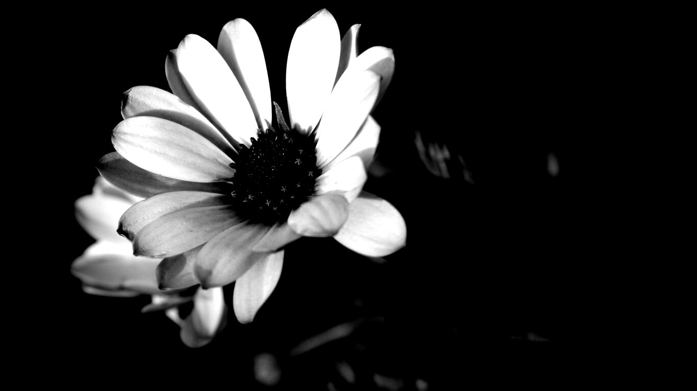 Одинокая фиалка обои