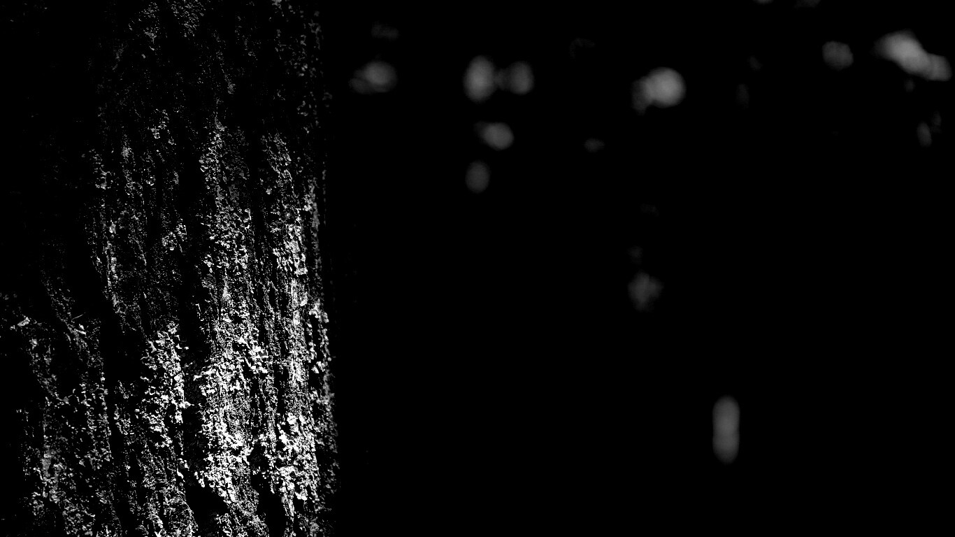 Ствол дерева обои