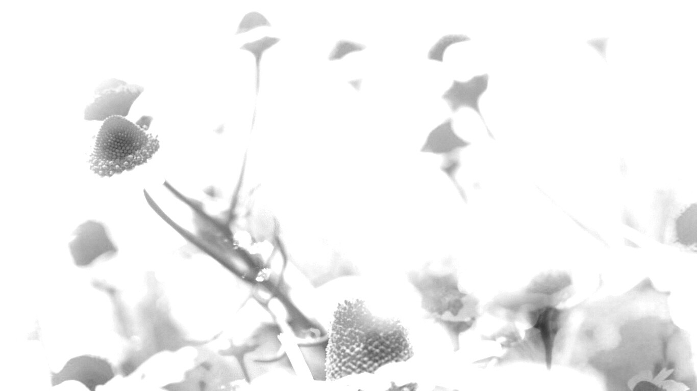 Летние цветы в лучах света обои