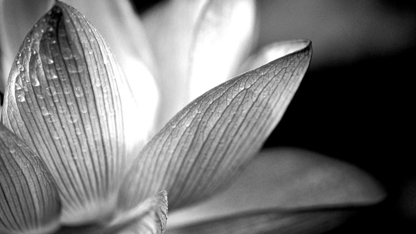 Лепестки цветов обои