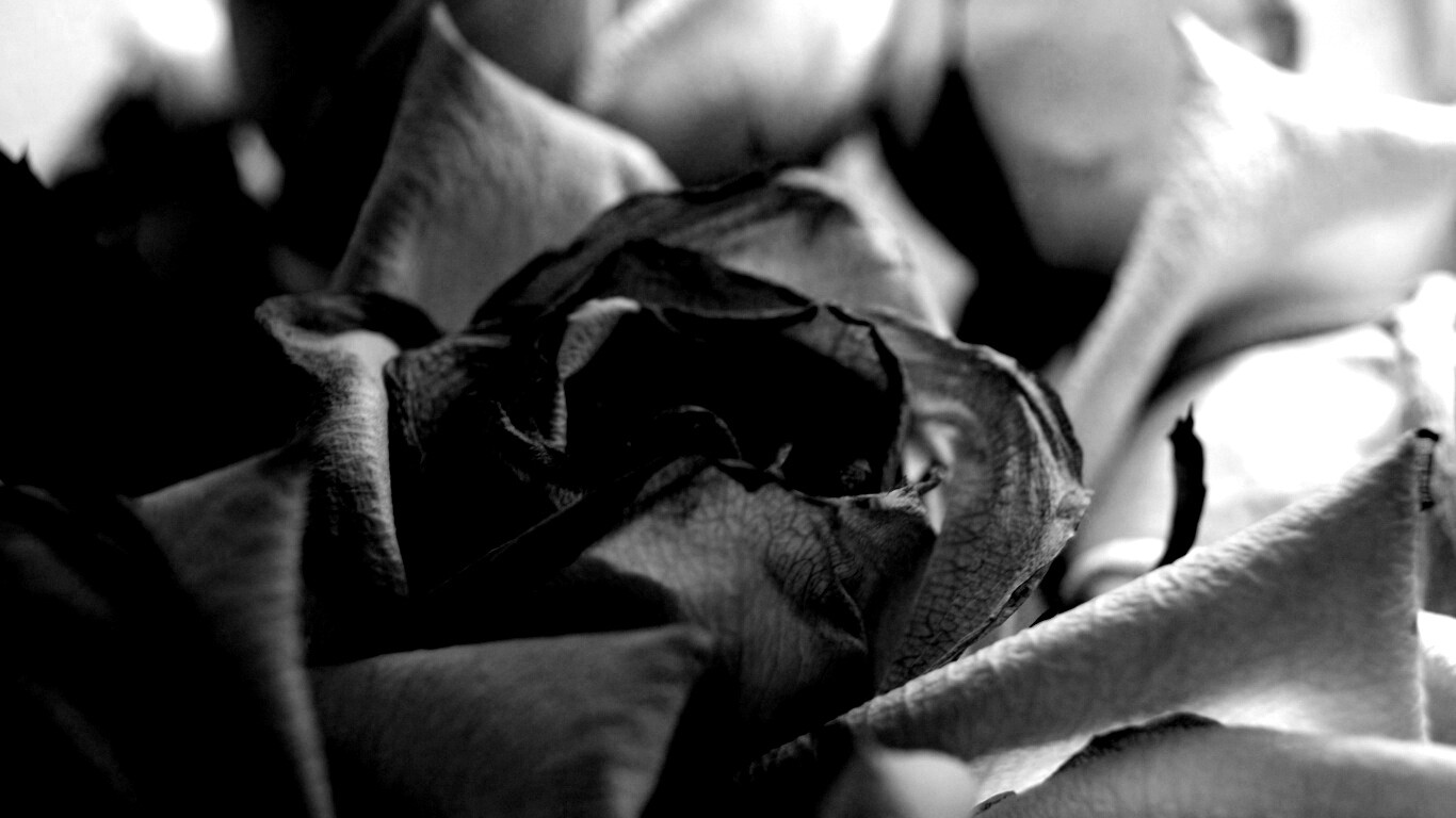 Увядающая роза обои