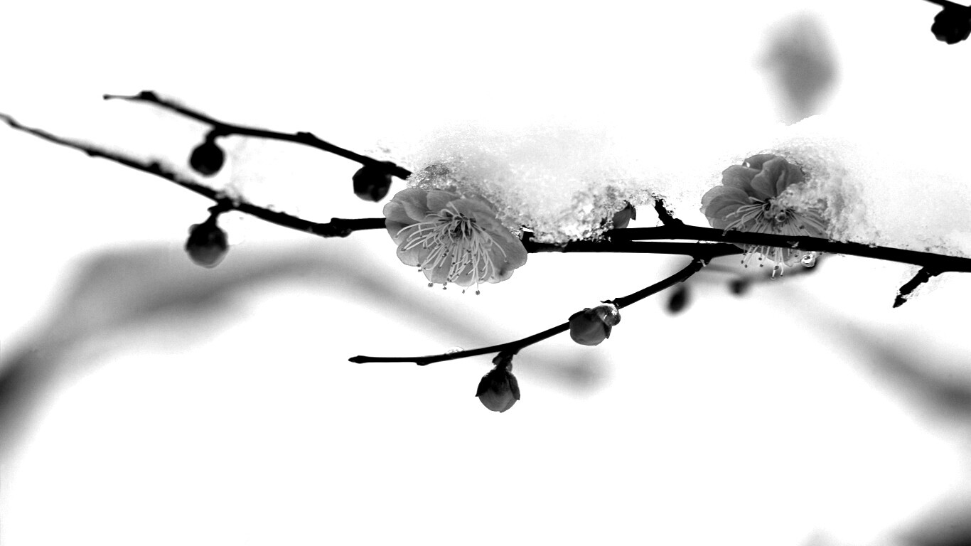 Цветы под снегом обои