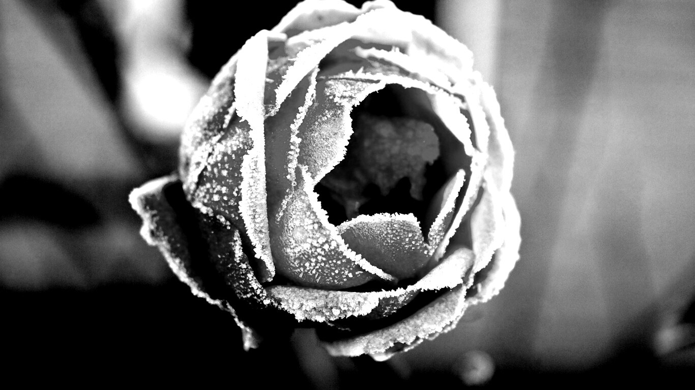 Роза в иние обои