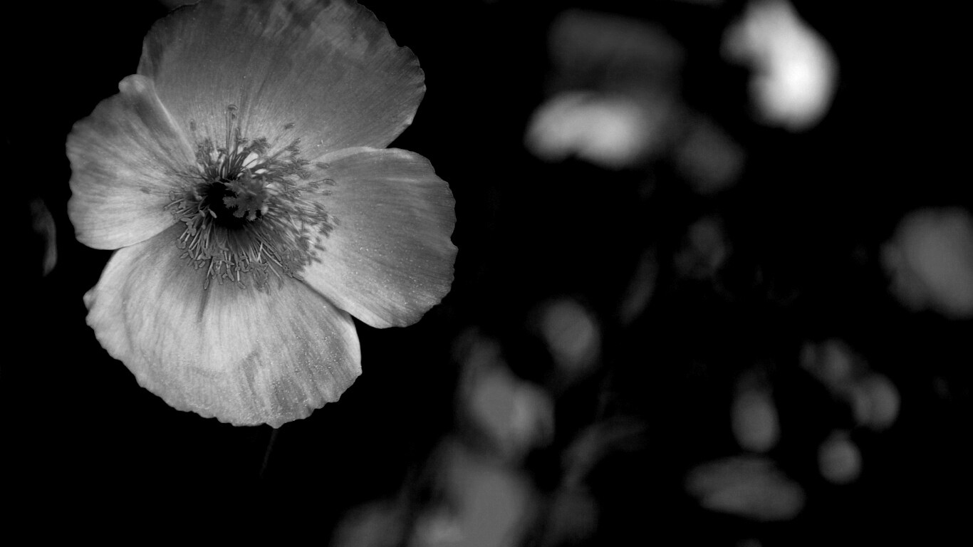 Красивый красный цветок обои