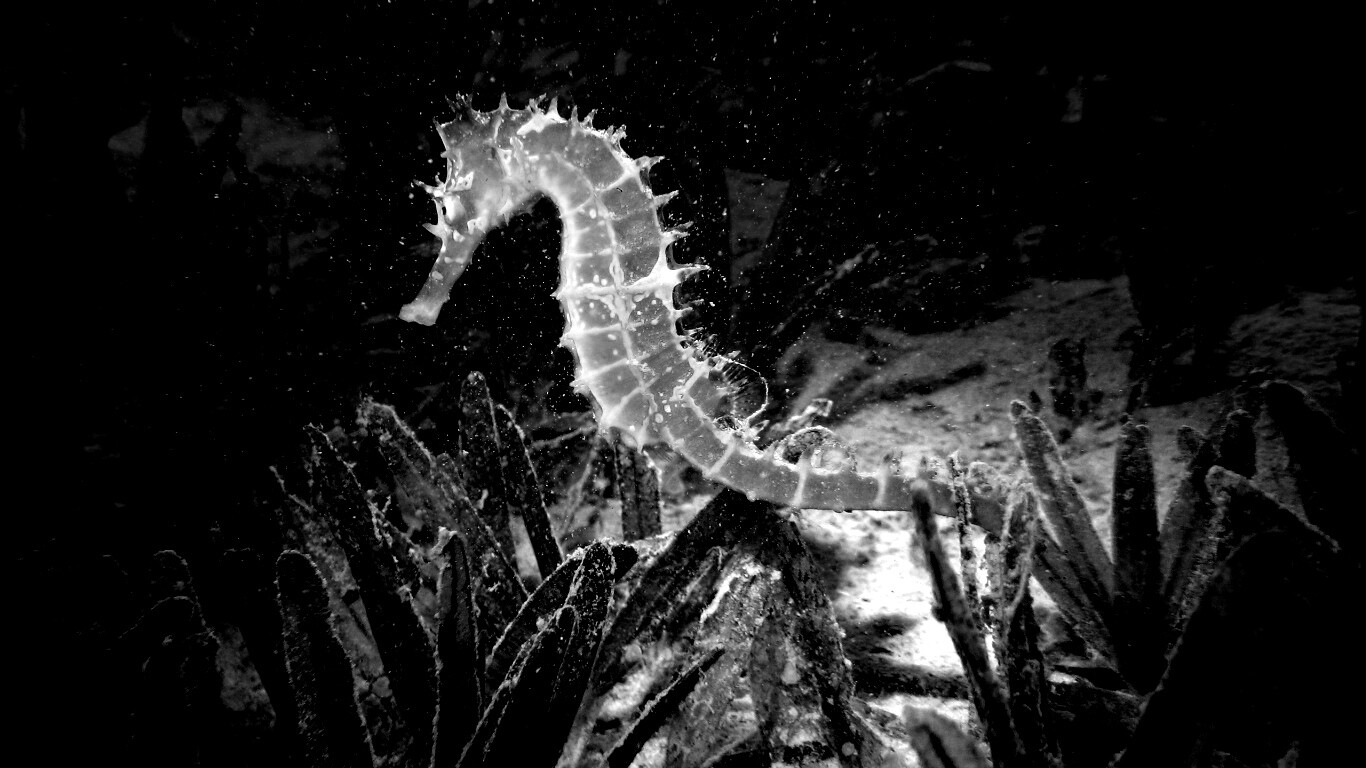 Морской конек обои