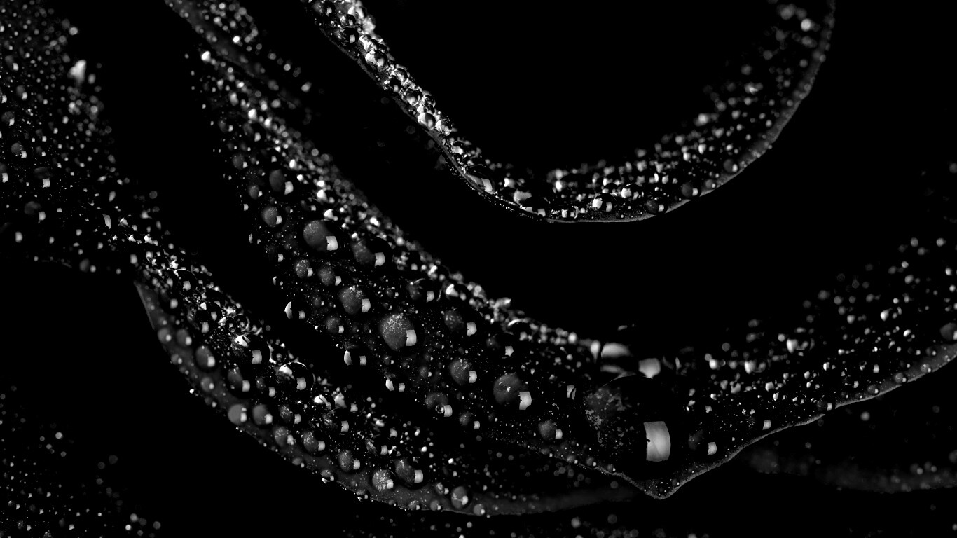 Роза в каплях обои