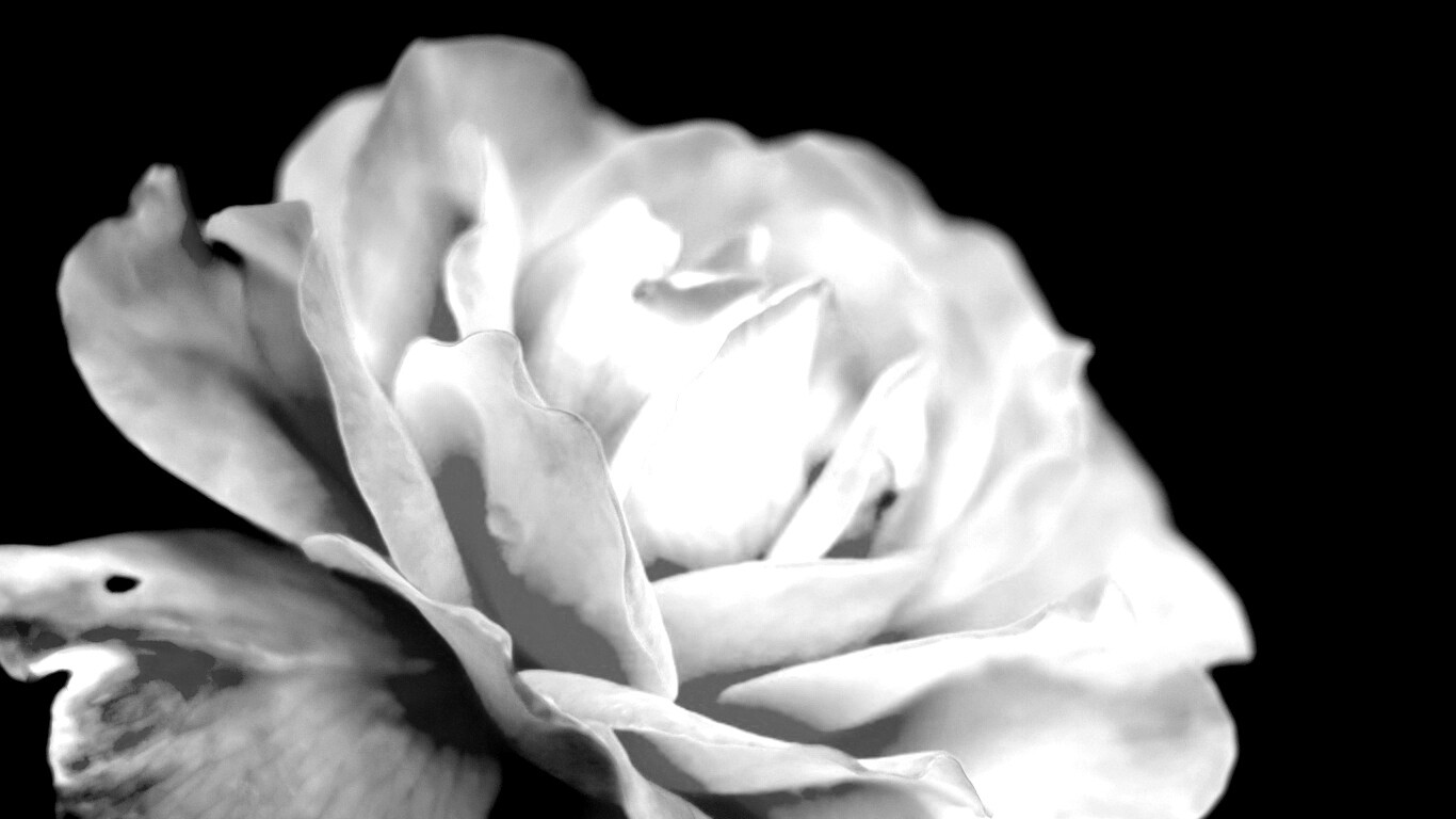 Картинка с нежным розовым цветком обои