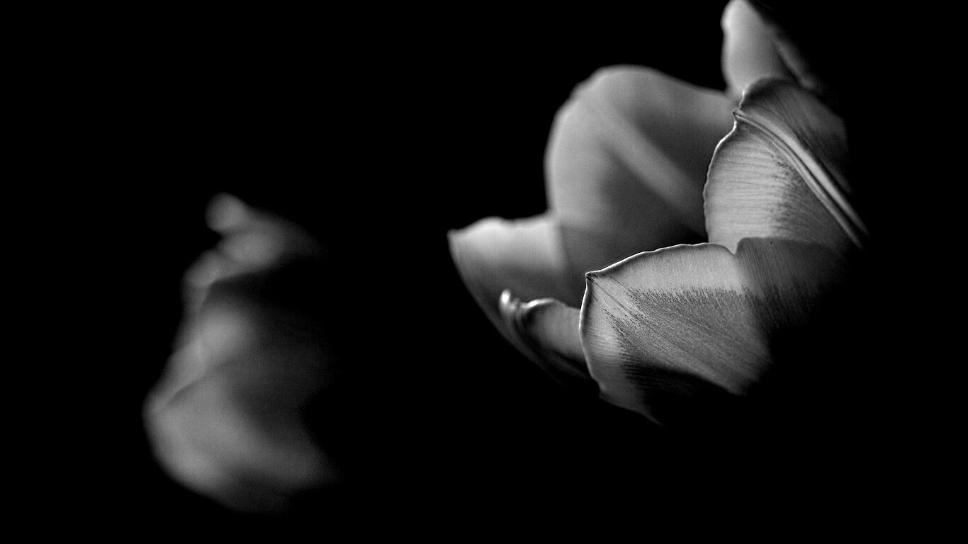 Тюльпаны в темноте обои