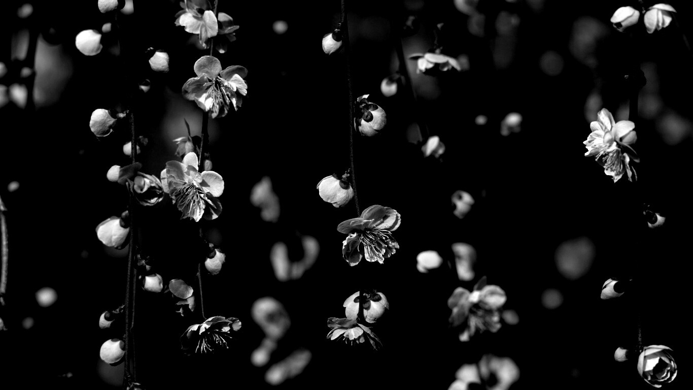 Веточки цветущего дерева обои