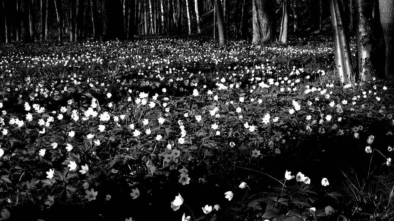 Поляна весенних цветов обои