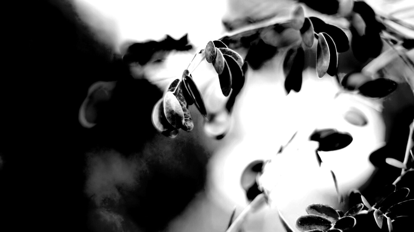 Фиолетовые листья обои