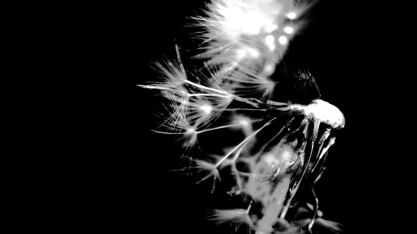 Сдутый одуванчик обои