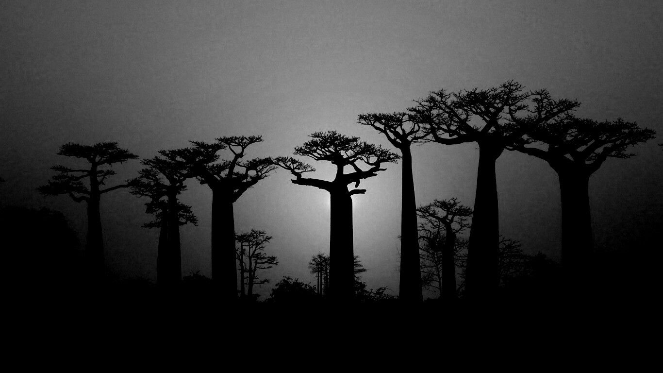 Баобабы на закате обои