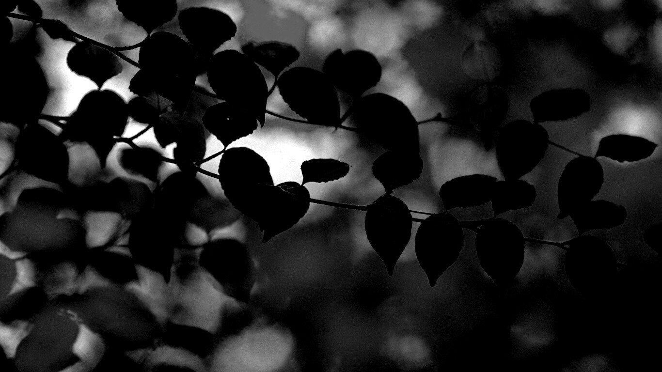 Ветка яркой зелени обои