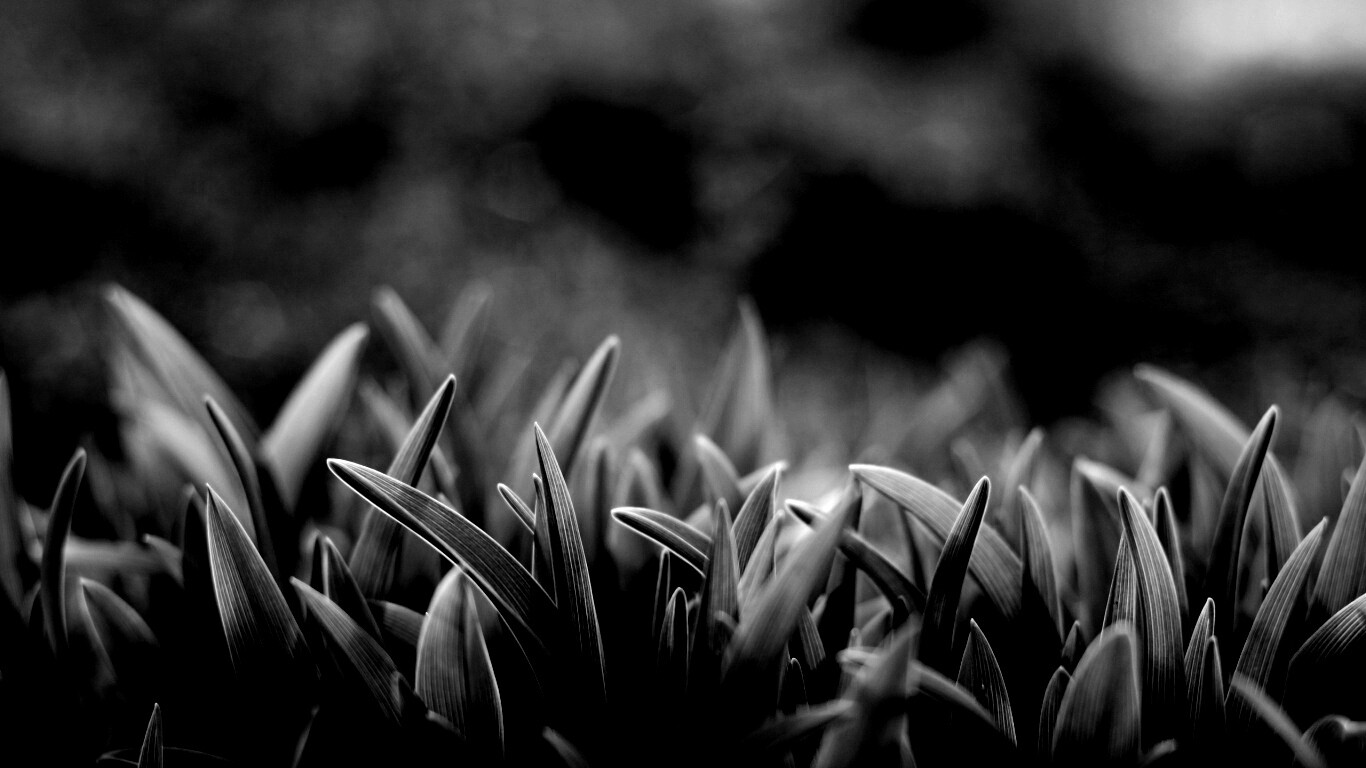 Сочная нежная трава обои