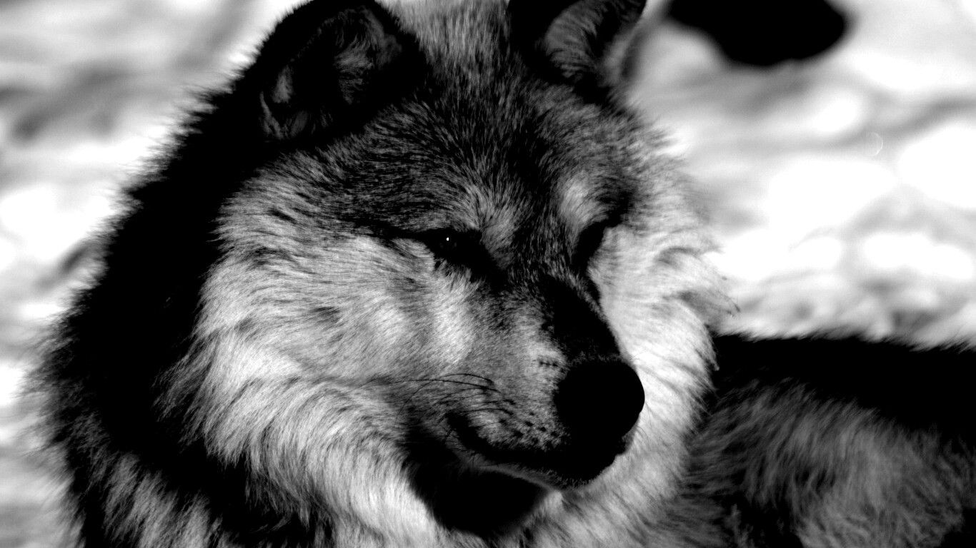 Лайка на снегу обои