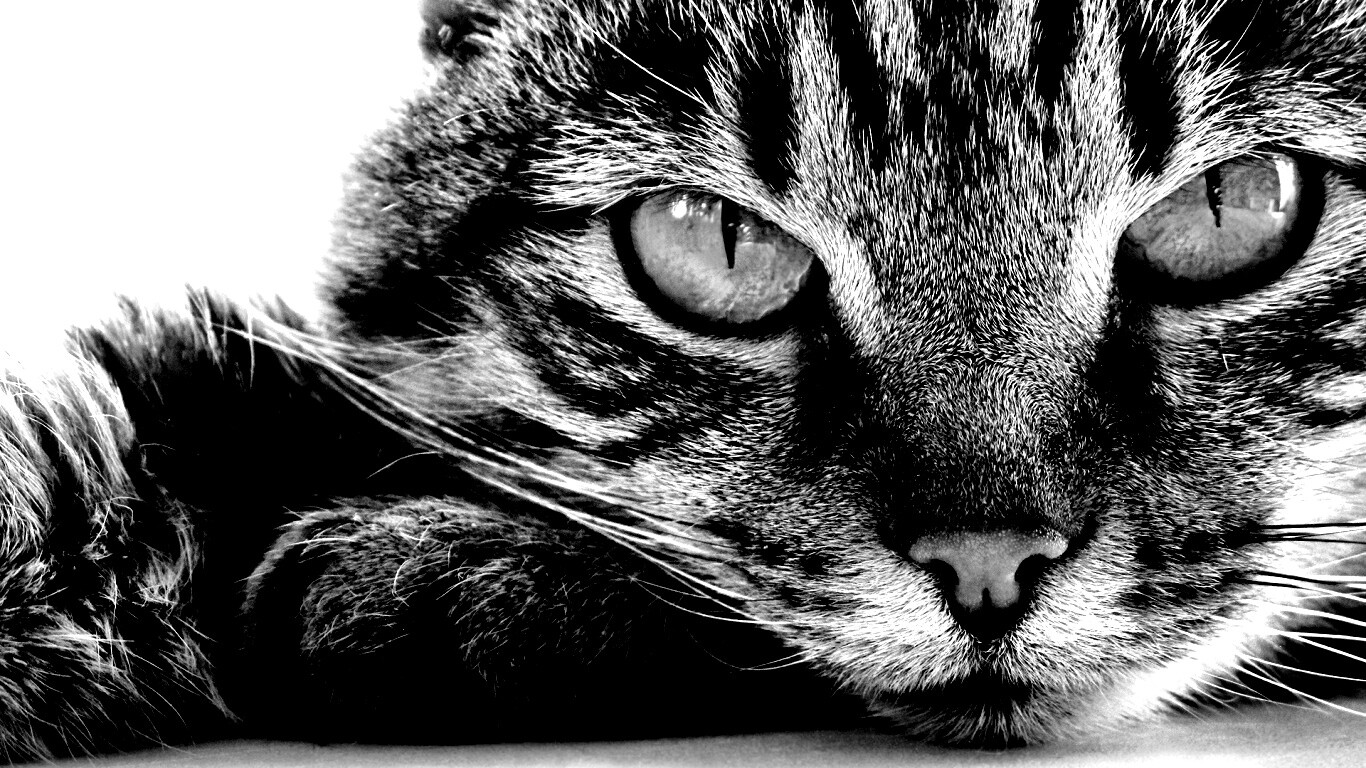 Пристальный кошачий взгляд обои