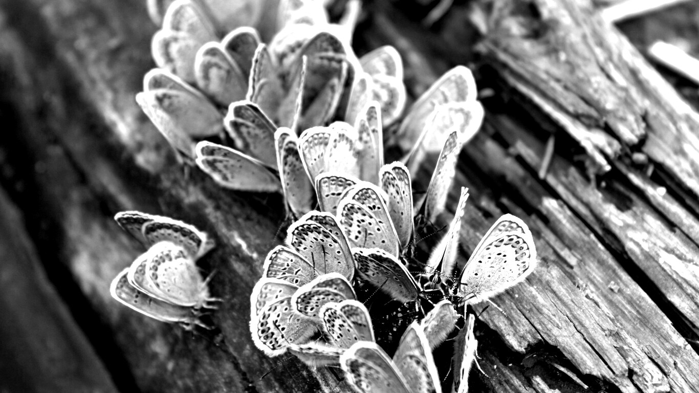 Голубые бабочки обои