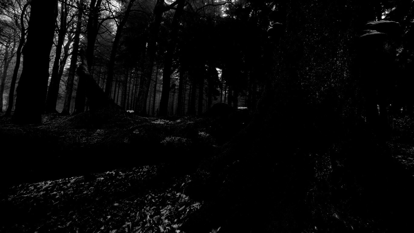 Дерево, поросшее мхом обои