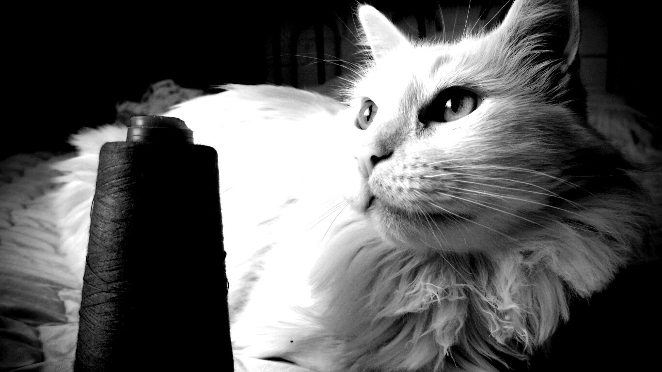 Белый кот с катушкой ниток обои