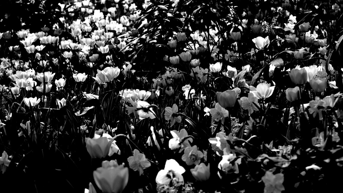 Поляна со множеством цветов обои