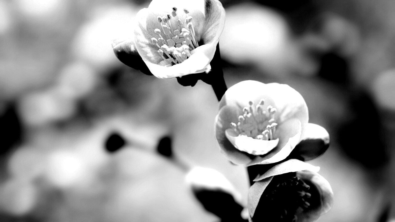 Великолепный цветок обои