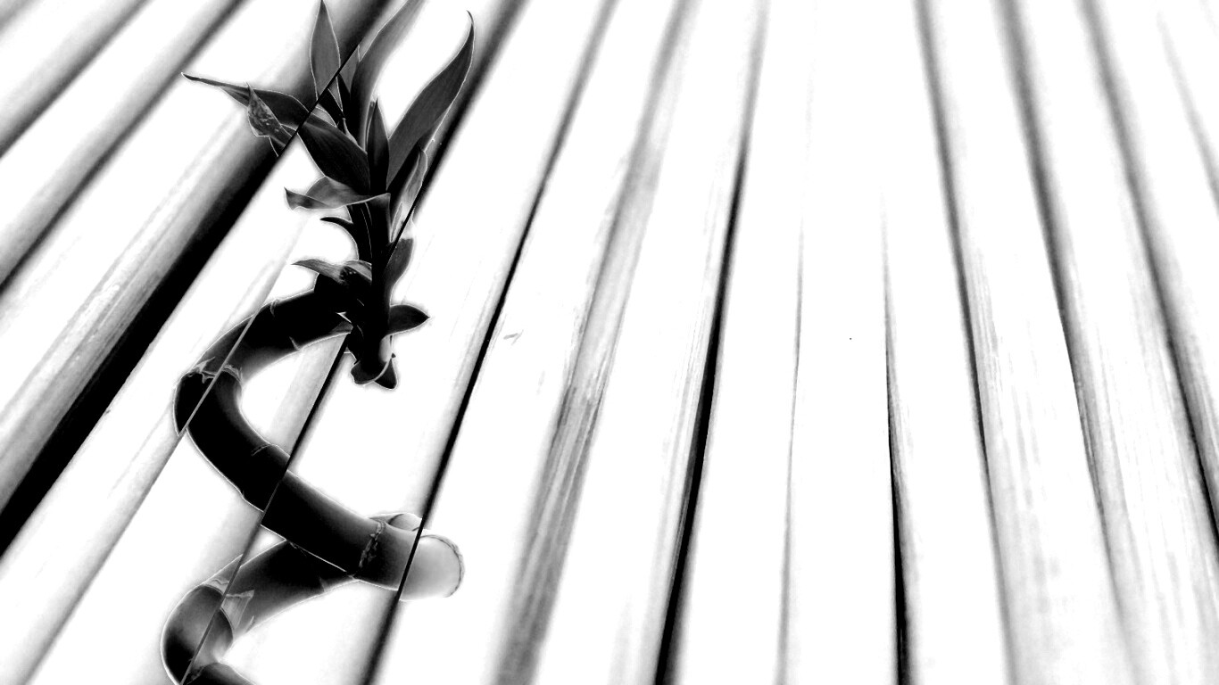 Белый росток обои