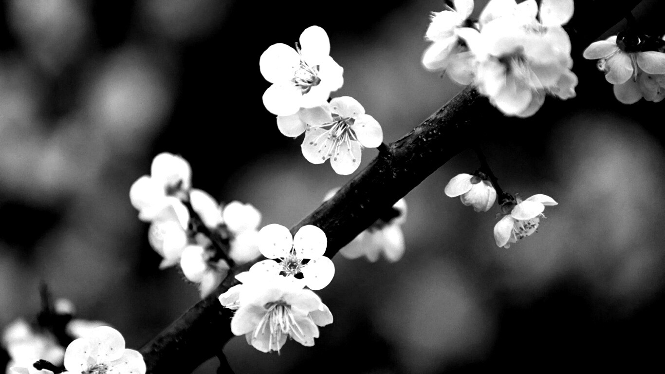 Ветка сакуры обои