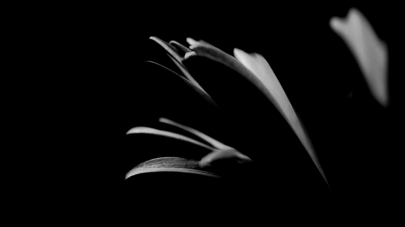 Гербера обои