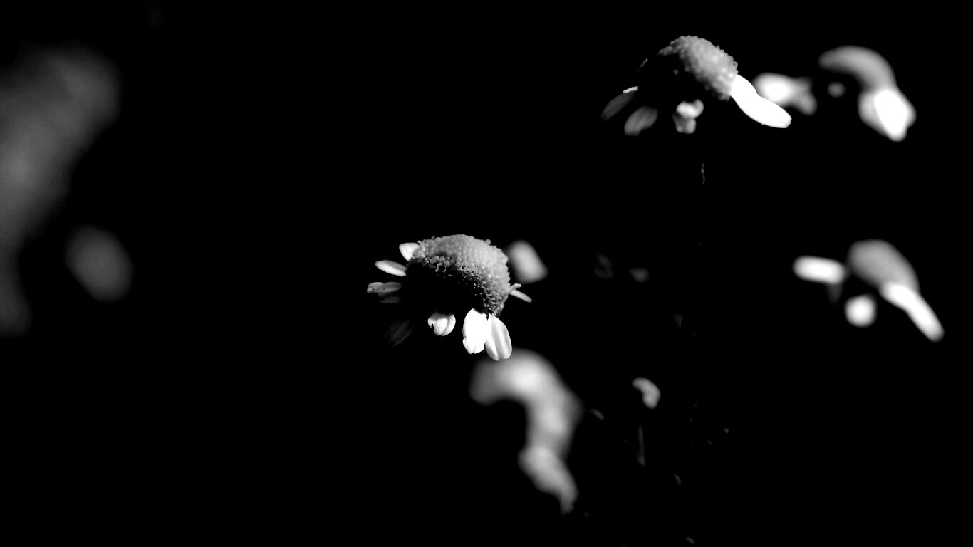 Стремный лепестун обои