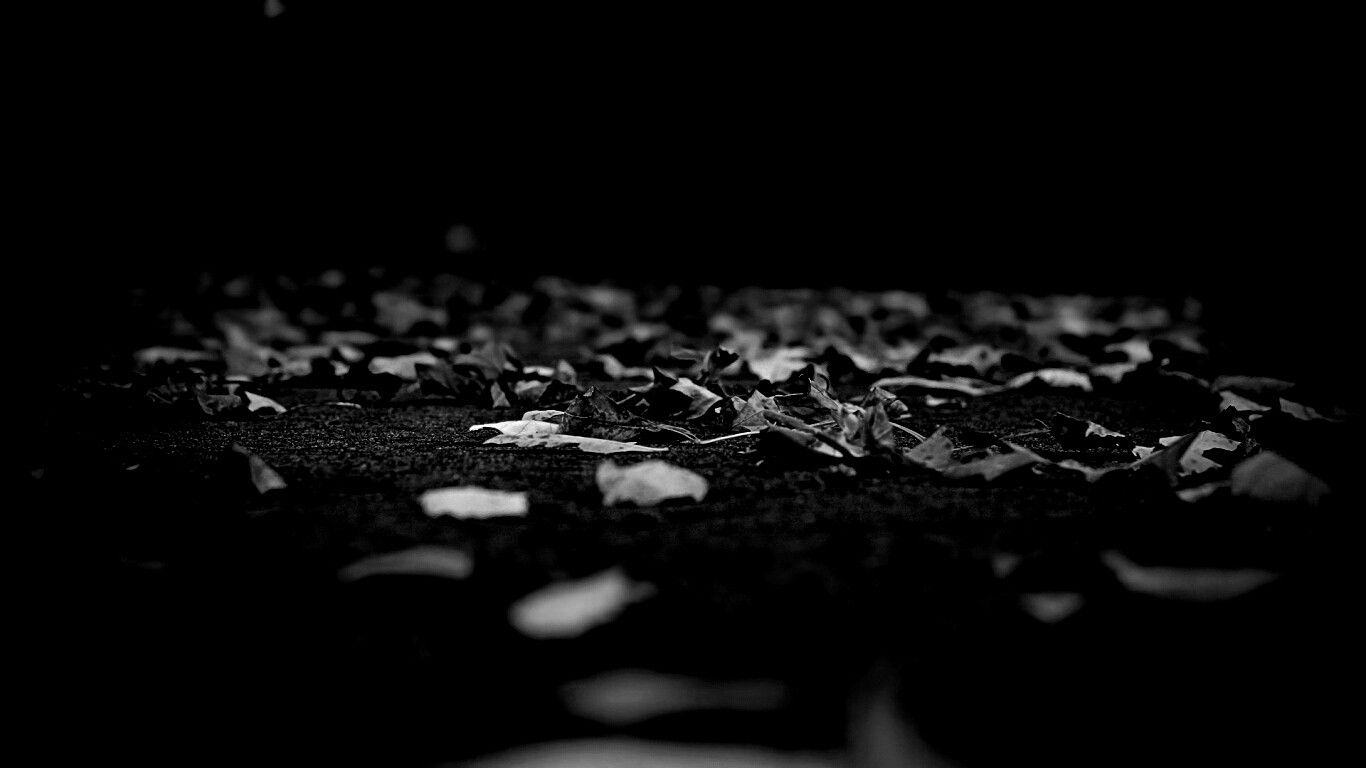 Дорога в листьях  обои