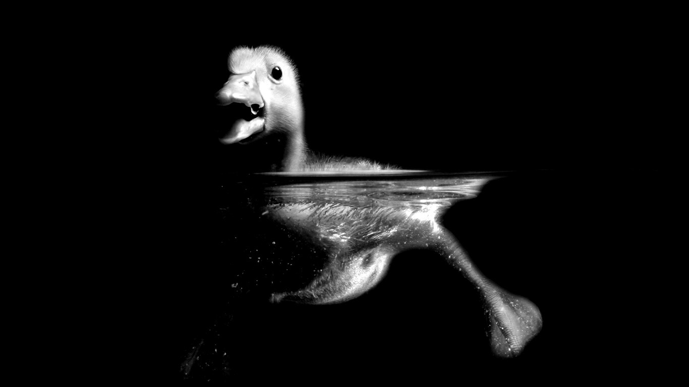 Утёнок в воде обои