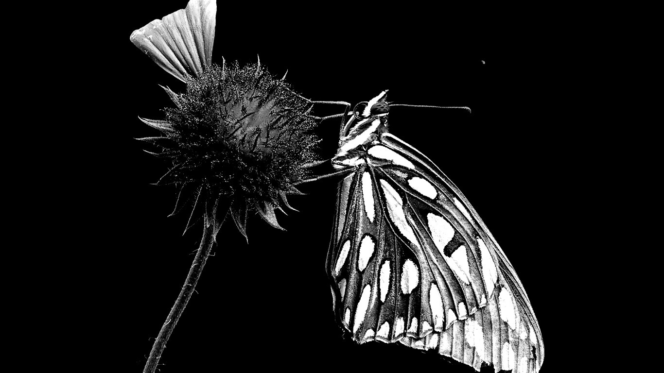 Бабочка на цветке обои