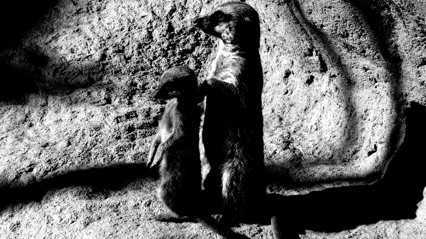 Сурикаты на страже отчизны обои