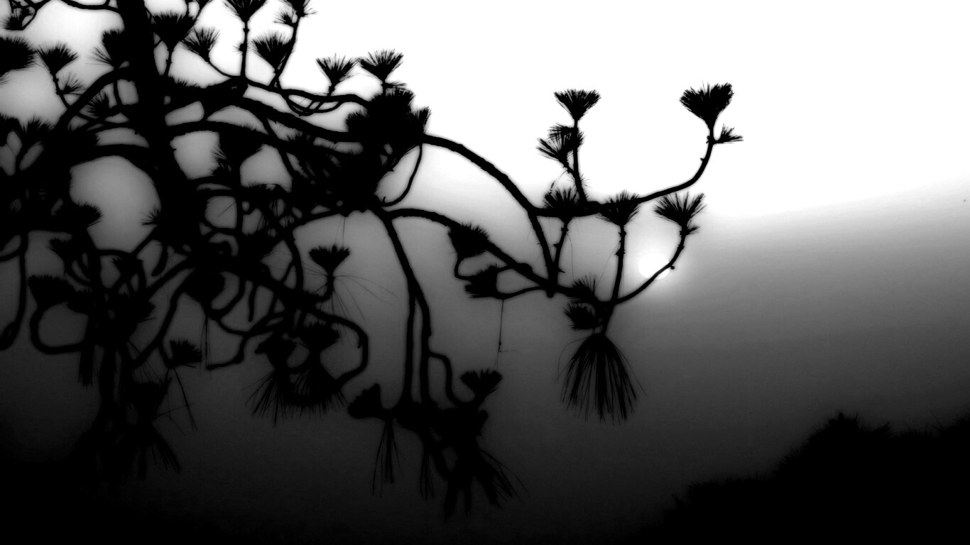 Ленкоранская акация на фоне синего заката обои