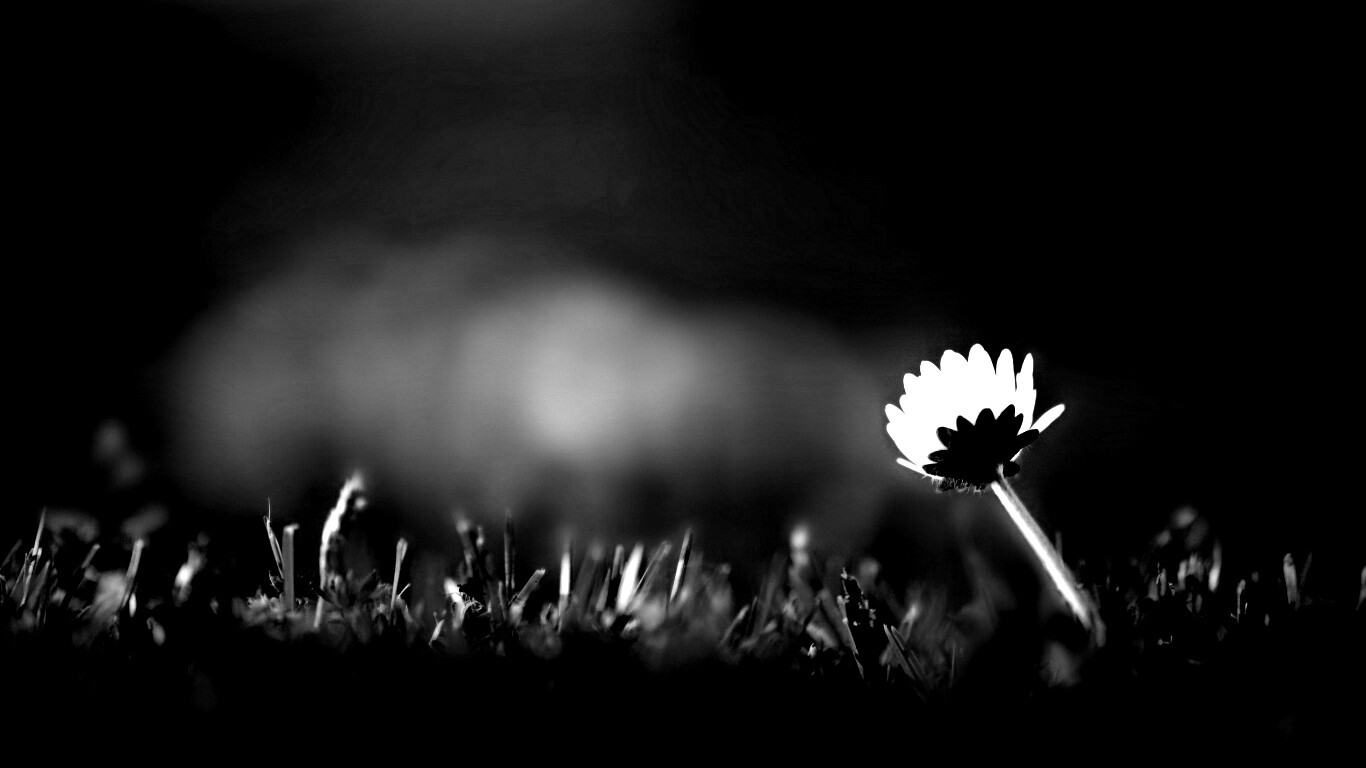 Цветок на траве обои