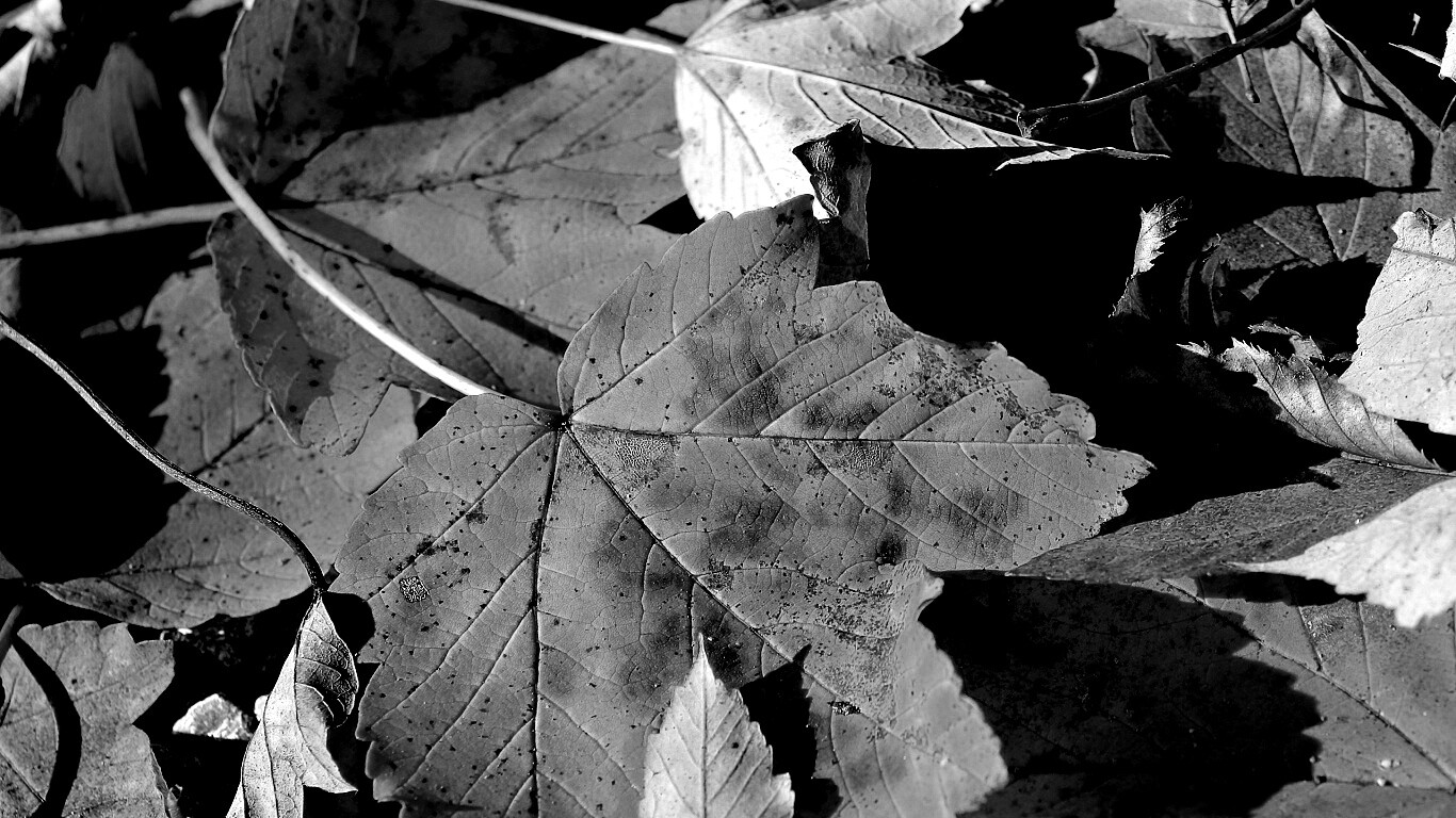 Осенние листья обои