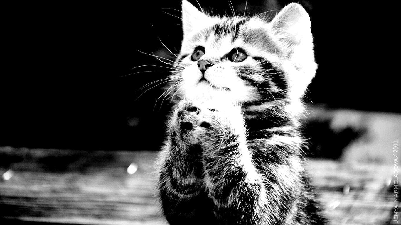 Непередаваемо прелестный котенок сложил лапки обои