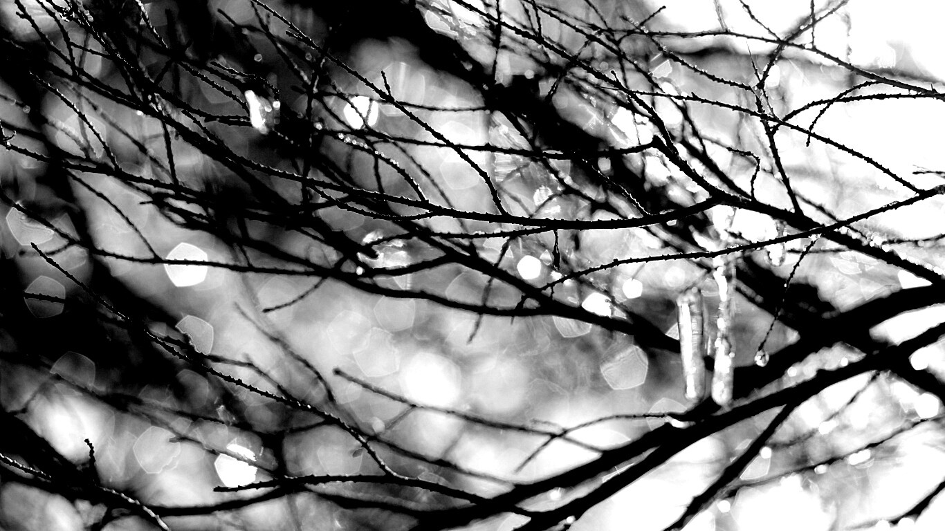 Мокрые ветви дерева обои