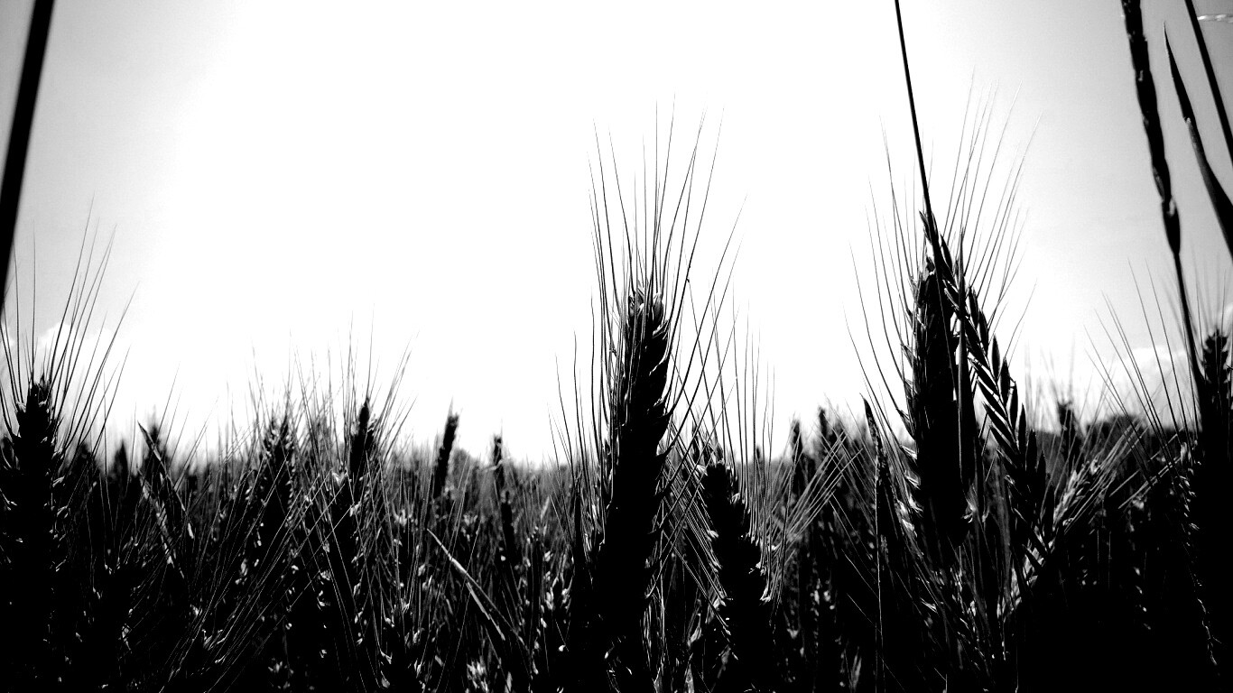 Колосья в поле обои