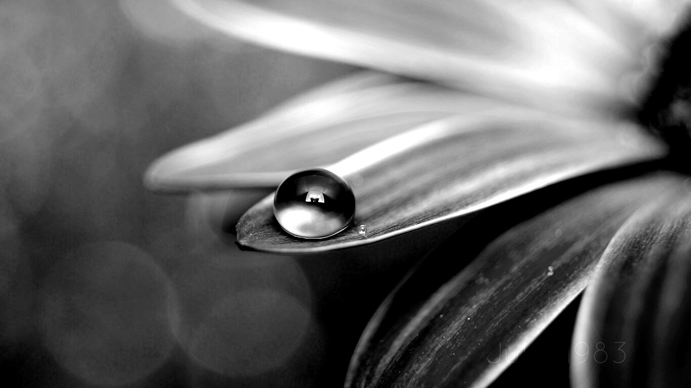 Капля на лепестке обои
