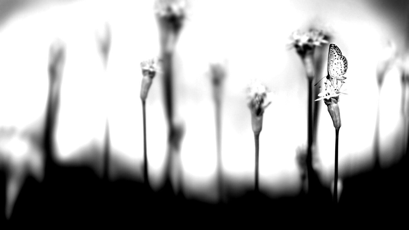 Бабочка на цветке обои