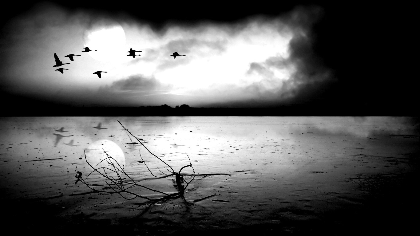 Полет птиц над озером обои