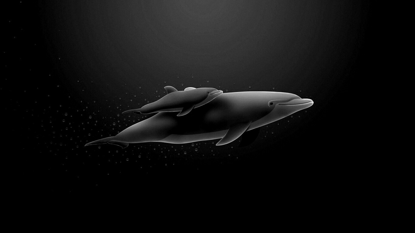 Дельфин и дельфиненок обои