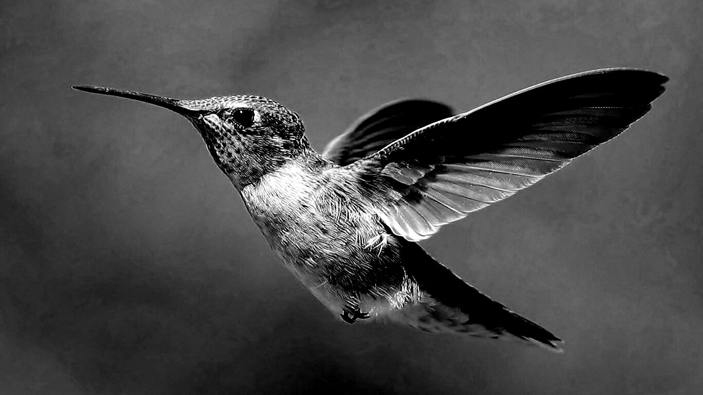 Колибри в полёте обои